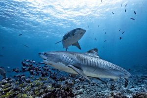 Tubarão-tigre: características e alimentação