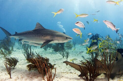 Alimentação do tubarão-tigre