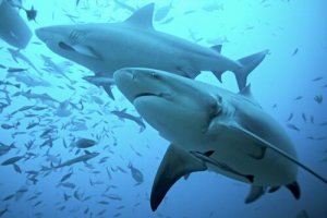 Tubarão-touro: habitat e características