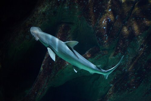 Tubarões que comem algas: eles existem!