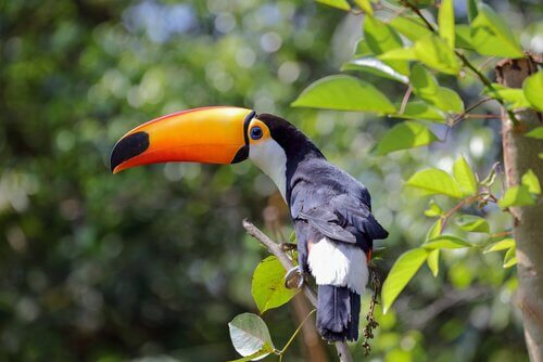 Os tucano são pássaros tropicais