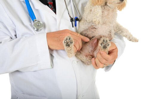 Cão com tumor no veterinário