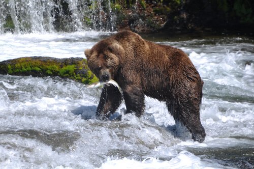 Urso pardo capturando salmão