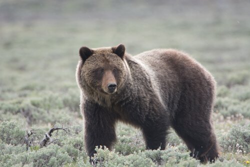 O urso pardo, um dos animais ameaçados de extinção em Yellowstone
