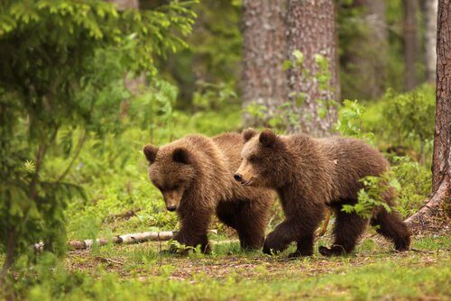 Ursos em floresta