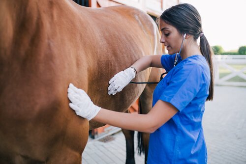 Tratamento das cólicas dos cavalos
