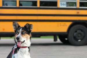 5 dicas para levar seus animais de estimação no transporte público