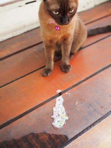 Causas do vômito em gatos