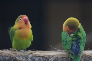 Agapornis: características, raças e cuidados