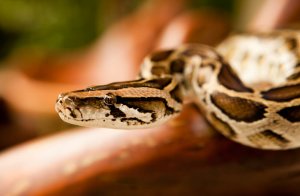 Cobras como animais de estimação: uma boa ideia?