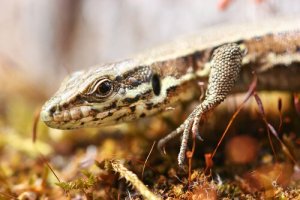 A lagartixa: características e curiosidades