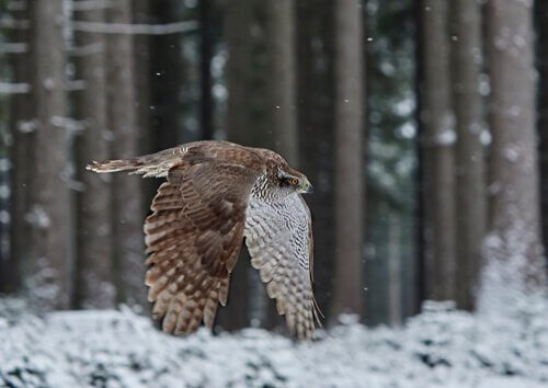 Açor voando em floresta gelada