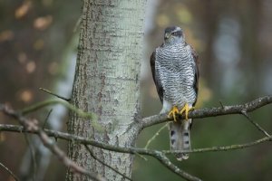 Açor: características, comportamento e habitat