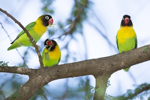 Exemplares de agapornis