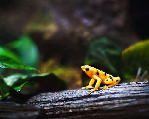 Alimentação das rãs