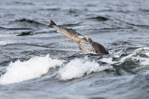 Alimentação dos golfinhos no mar
