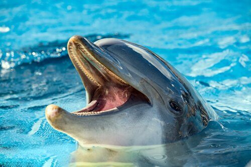 Curiosidades sobre a alimentação dos golfinhos