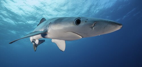 Descrição e características do tubarão-azul