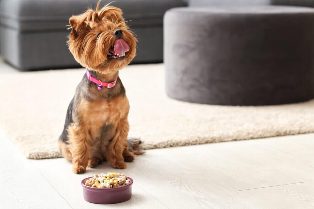 Alimentos bons para o cachorro durante o outono