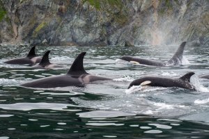 Quais animais têm menopausa?