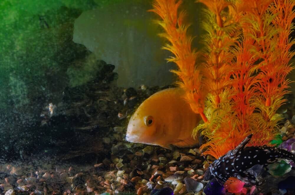 Seu peixe está saudável?