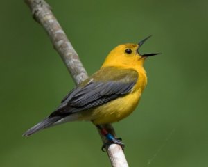 6 tipos de aves canoras: os cantos mais bonitos!