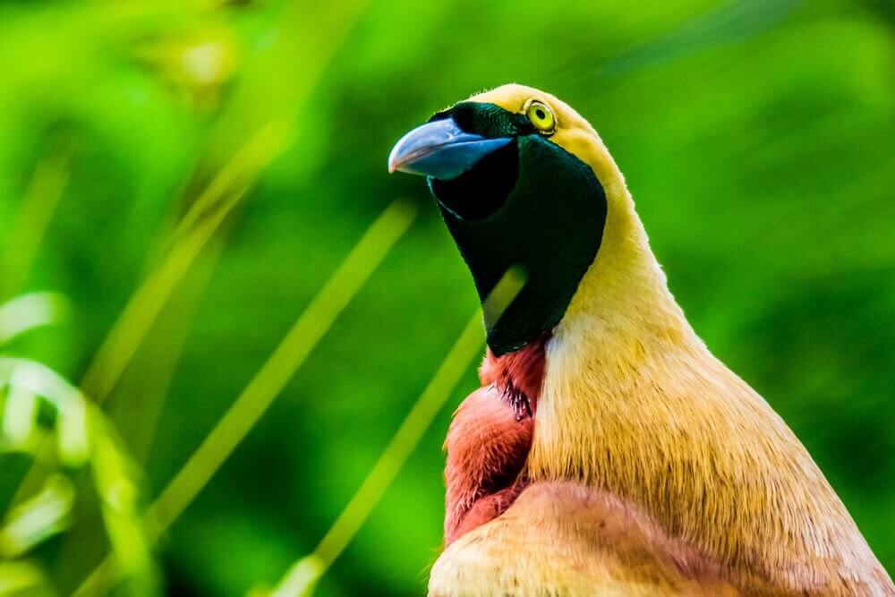 Conservação da ave-do-paraíso