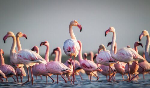 Curiosidades sobre os flamingos