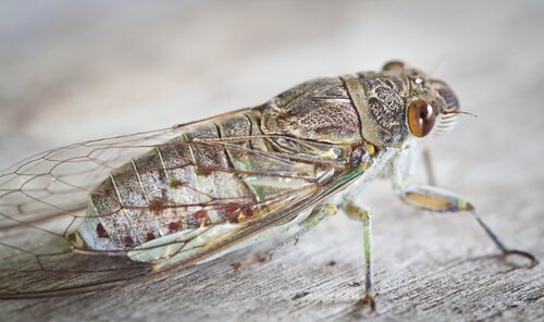 O canto das cigarras