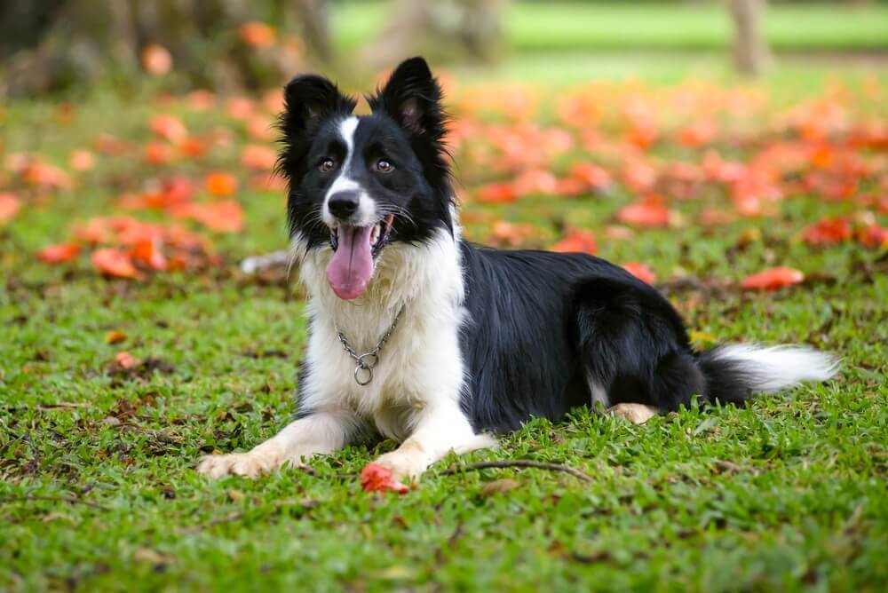 Border Collie no campo