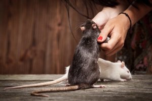 Como ensinar truques a um rato de estimação?
