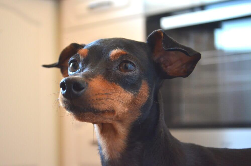 A origem do pinscher miniatura