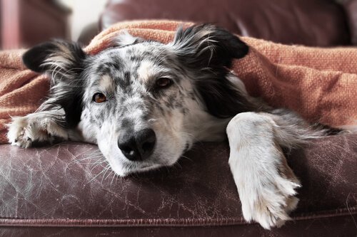 Qual é o melhor tratamento para os vermes em cães?