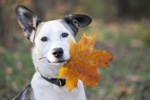 A alimentação dos cães no outono