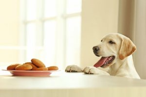 Deliciosas receitas de inverno para cães