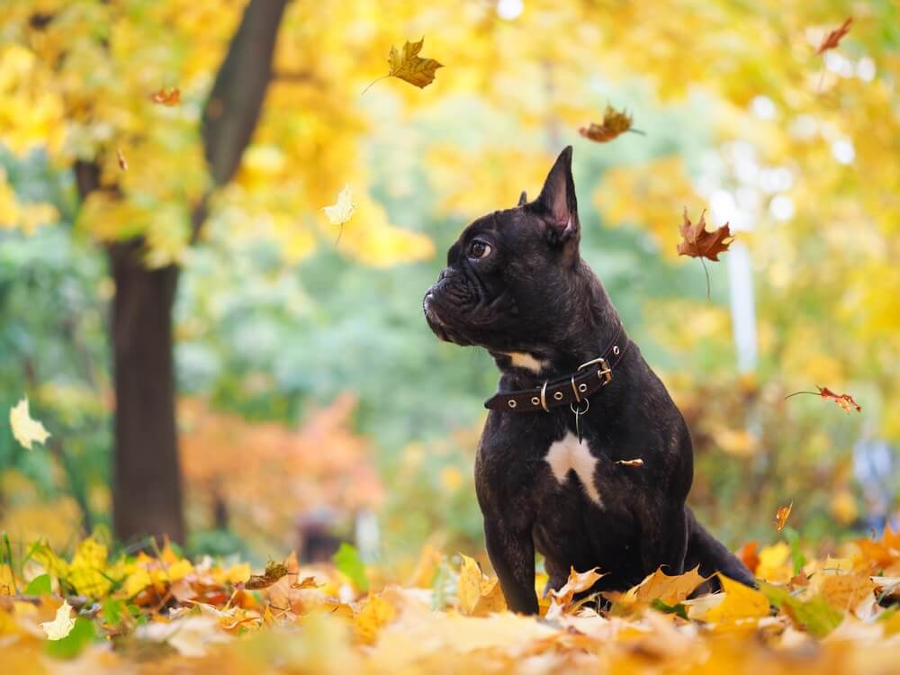 Apetite e comportamento dos cachorros durante o outono