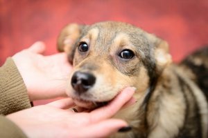 Opções para adotar animais que você deveria conhecer