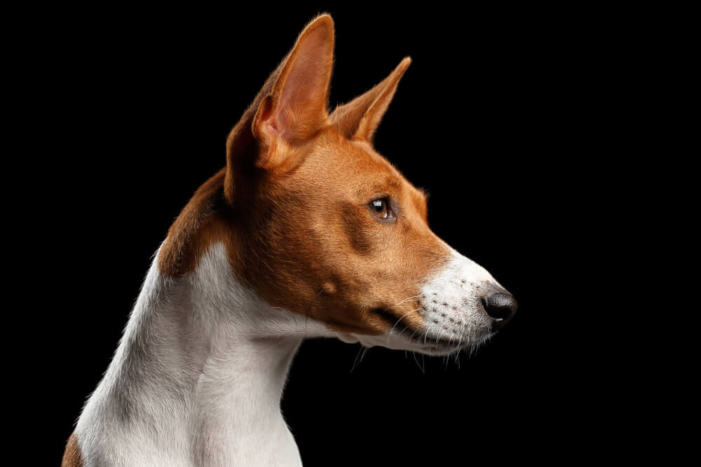 Cachorro da raça Basenji