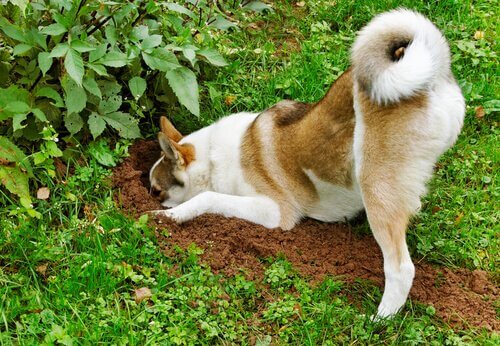 Cão cavando buraco no jardim