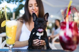 Atividades para fazer com os animais de estimação nos finais de semana