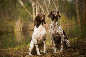 Tudo sobre a raça pointer, uma das mais companheiras