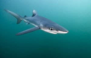 Tubarão-azul: habitat e características