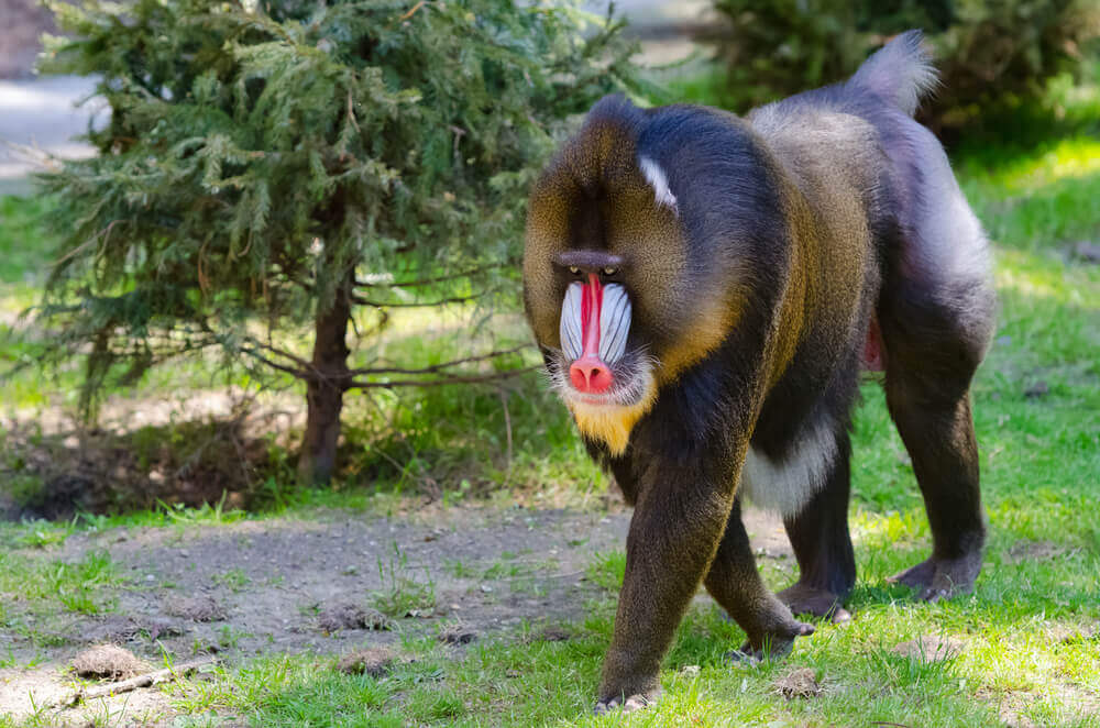 O mandril: saiba mais sobre suas características e habitat