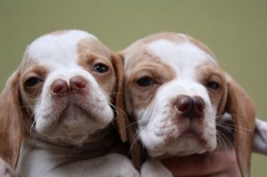 Catalburun: tudo sobre esta raça turca de cães