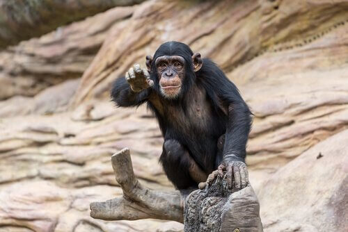 Chimpanzé em seu habitat natural