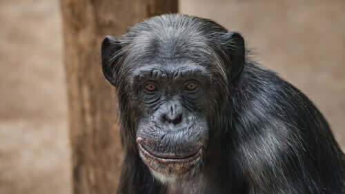 Chimpanzés não são animais de estimação: a história de Travis