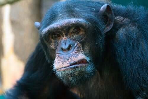 Agressividade nos chimpanzés
