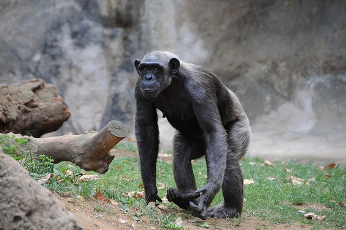 Chimpanzé em zoológico