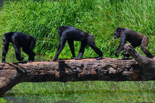 Chimpanzés na selva