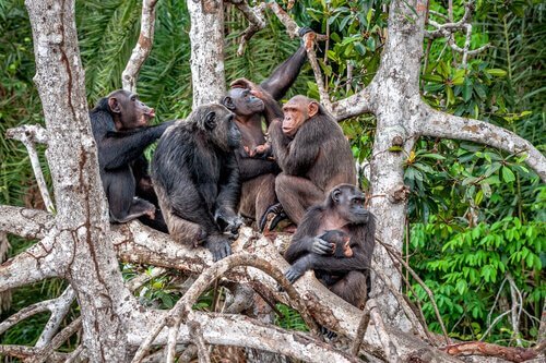 Grupo de chimpanzés em árvore